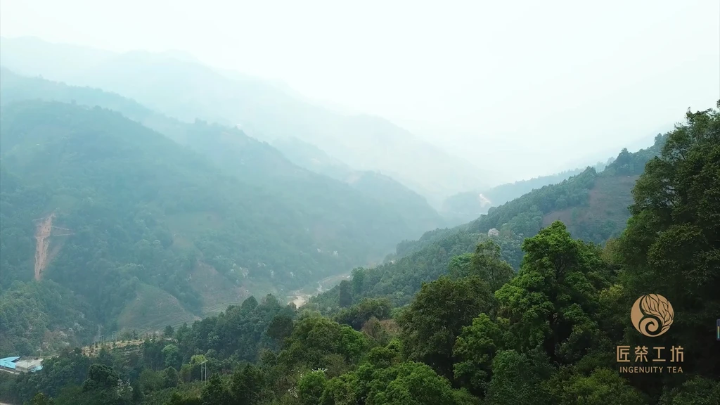 匠茶工坊品牌·雲南冰島老寨春茶采摘期紀錄片